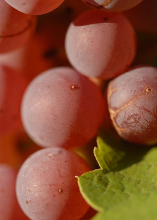 Souvignier gris ANT 0330